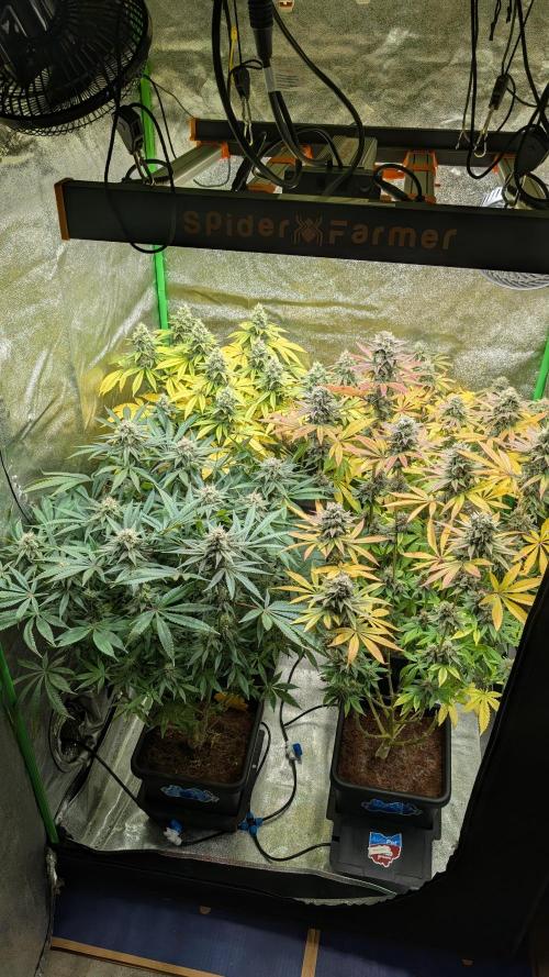 Rotten Berries. Week 14
