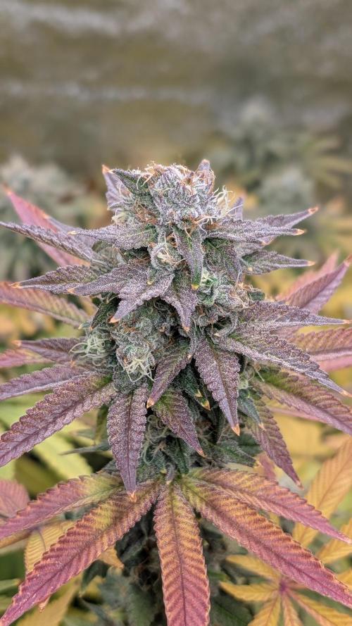 Rotten Berries. Week 14
