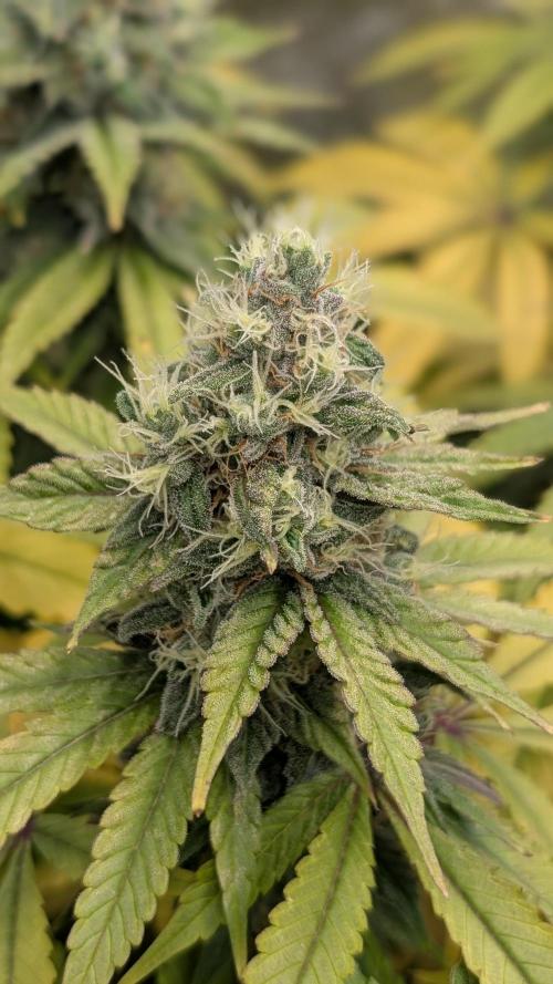 Rotten Berries. Week 14