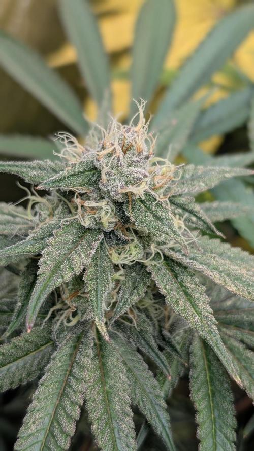 Rotten Berries. Week 14