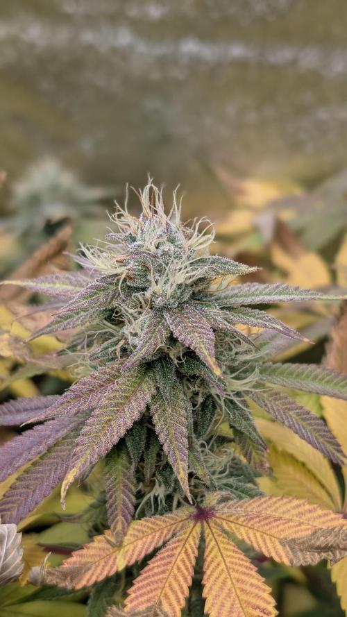 Rotten Berries. Week 14