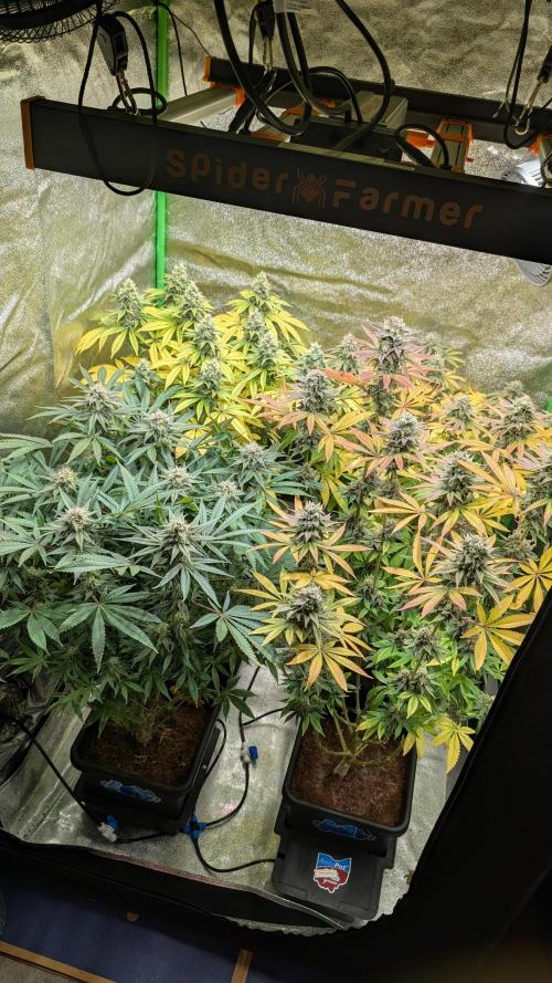 Rotten Berries. Week 14