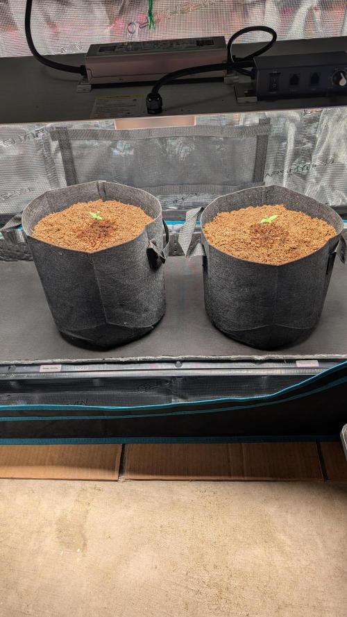 Skywalker OG & Strawberry Gorilla. Week 1