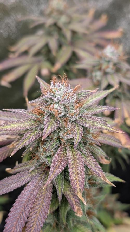 Rotten Berries. Week 15