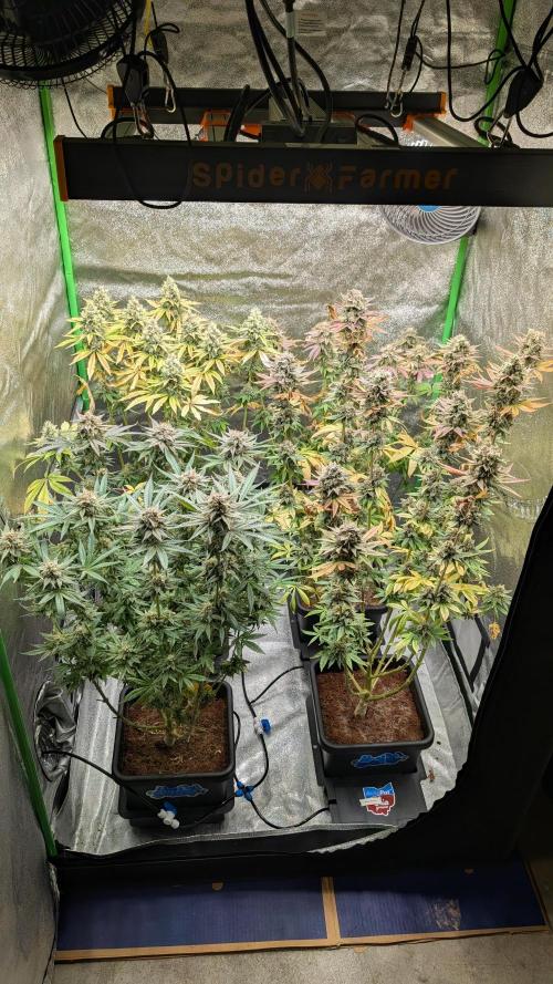 Rotten Berries. Week 15