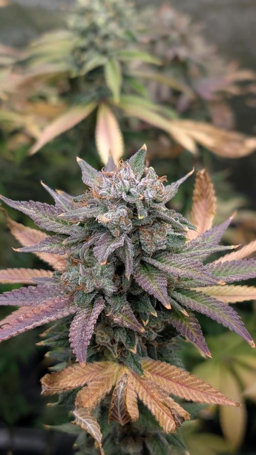 Rotten Berries. Week 15