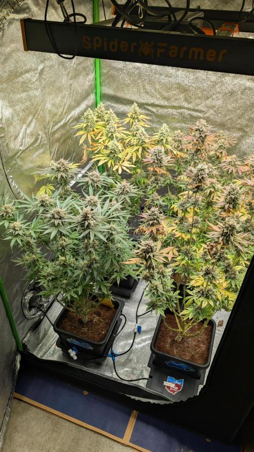Rotten Berries. Week 15