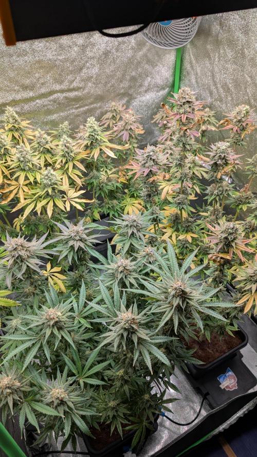 Rotten Berries. Week 15