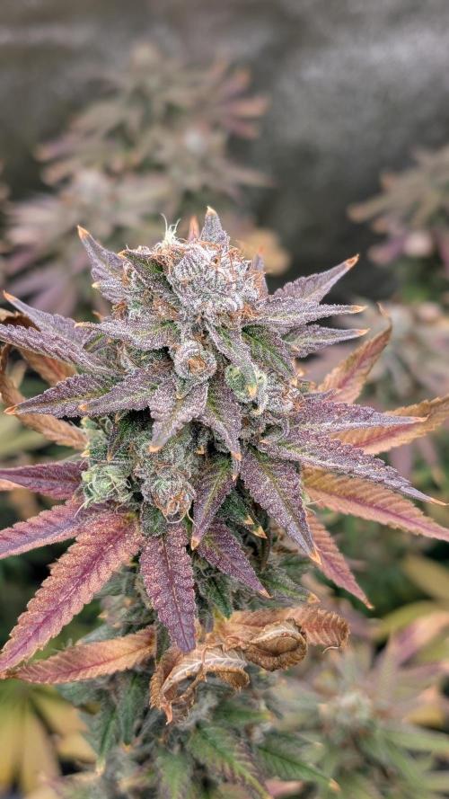 Rotten Berries. Week 15