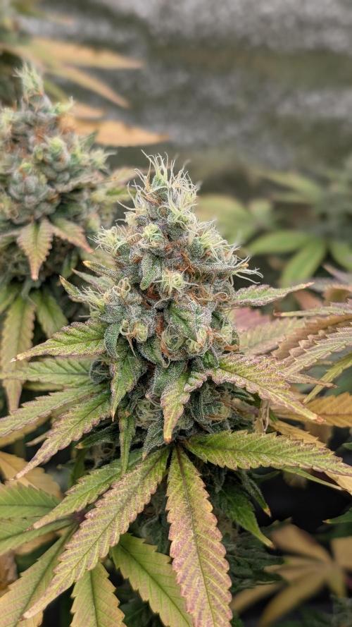 Rotten Berries. Week 15