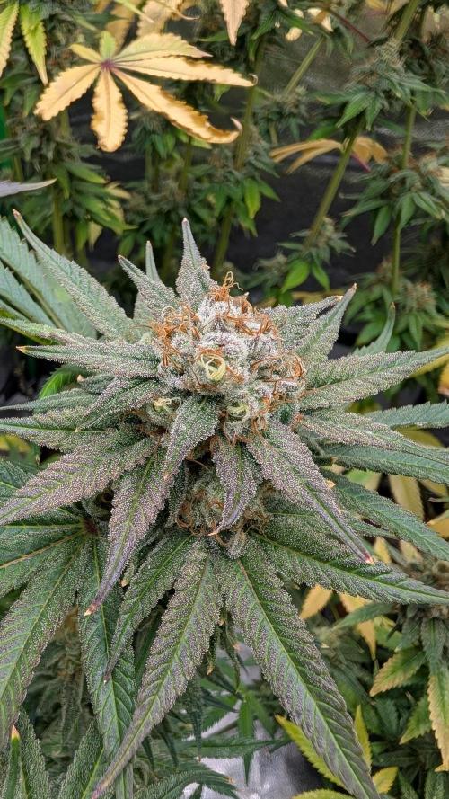 Rotten Berries . Week 15