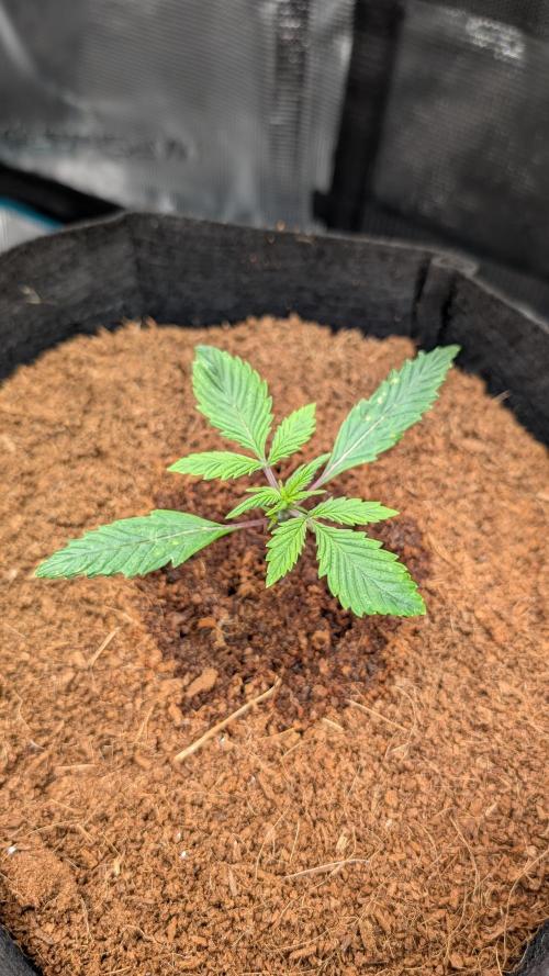 Skywalker OG & Strawberry Gorilla. Week 2