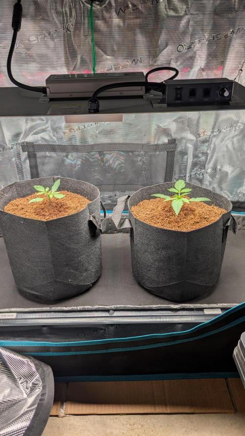Skywalker OG & Strawberry Gorilla. Week 2