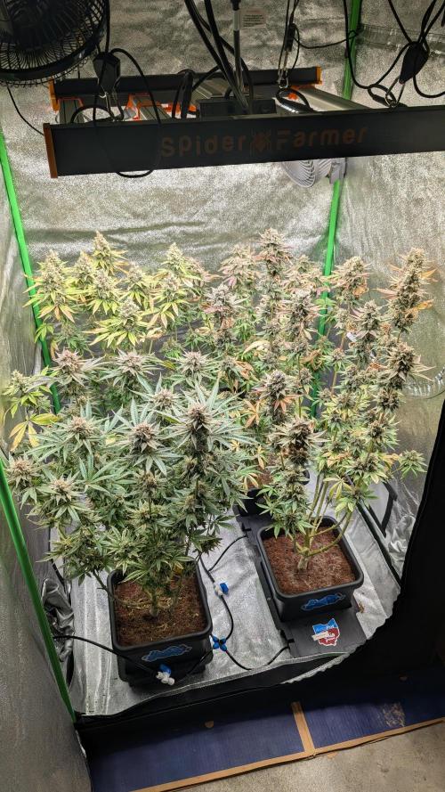 Rotten Berries. Week 16