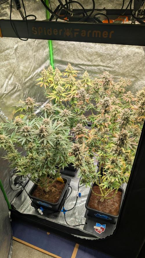 Rotten Berries. Week 16