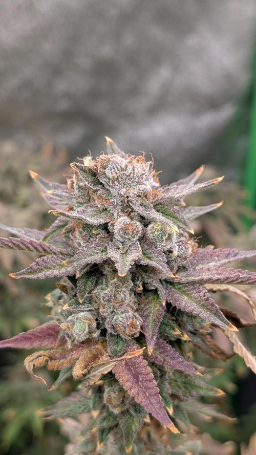 Rotten Berries. Week 16