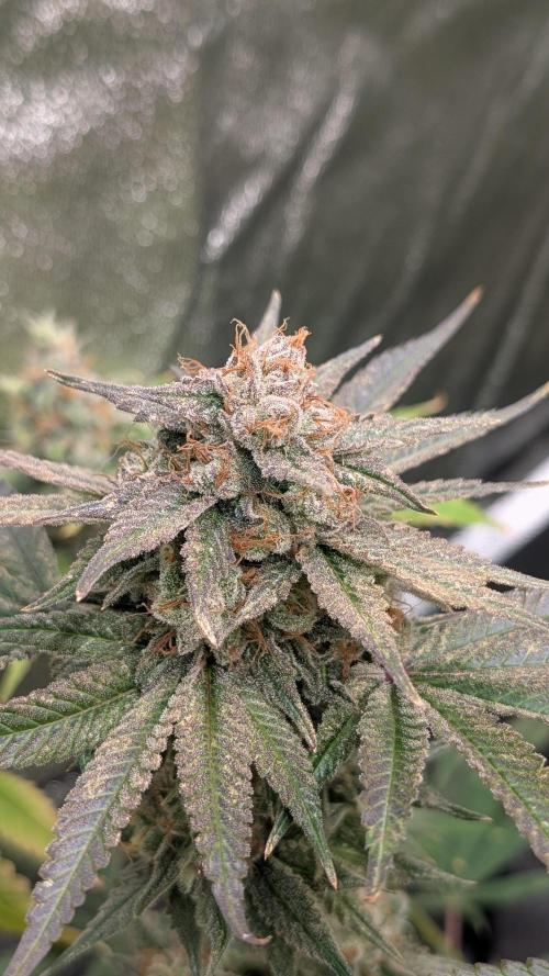 Rotten Berries. Week 16