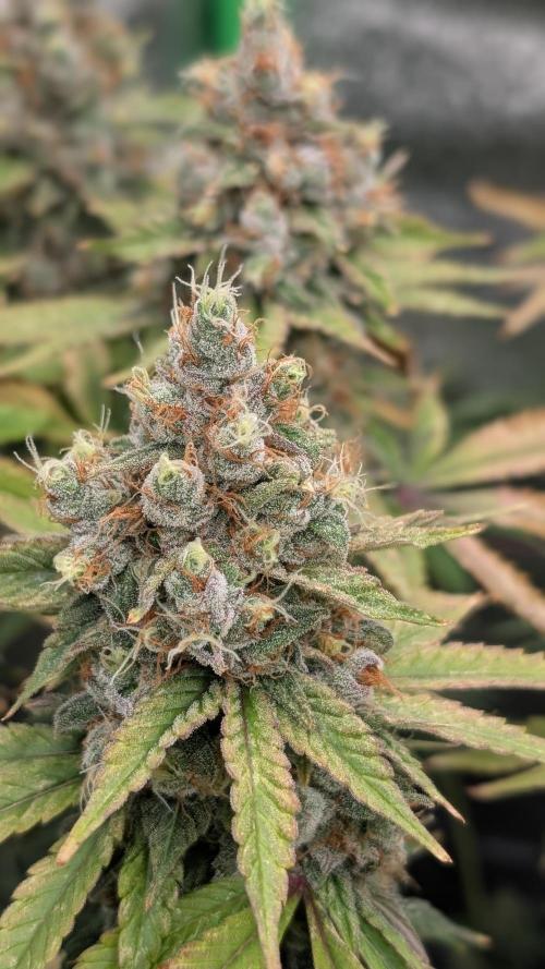 Rotten Berries. Week 16