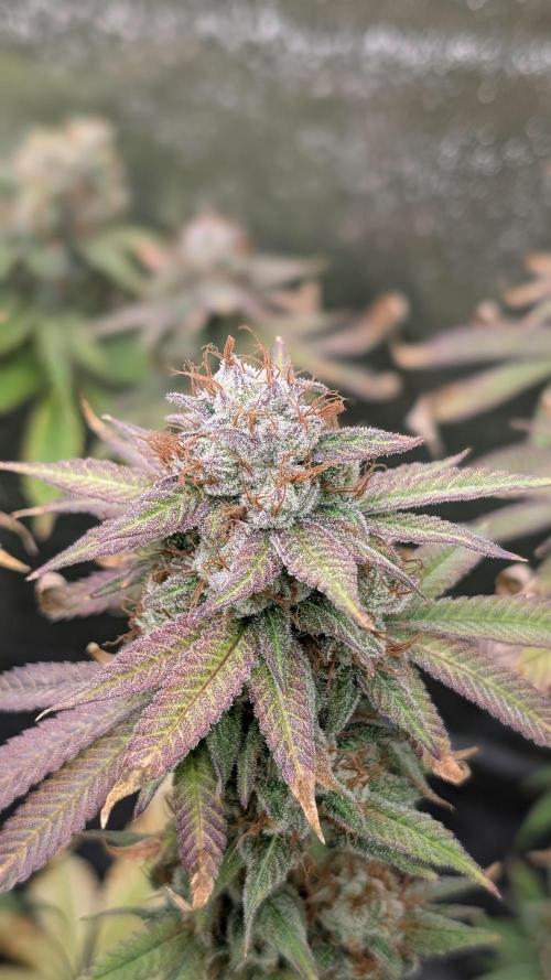 Rotten Berries. Week 16