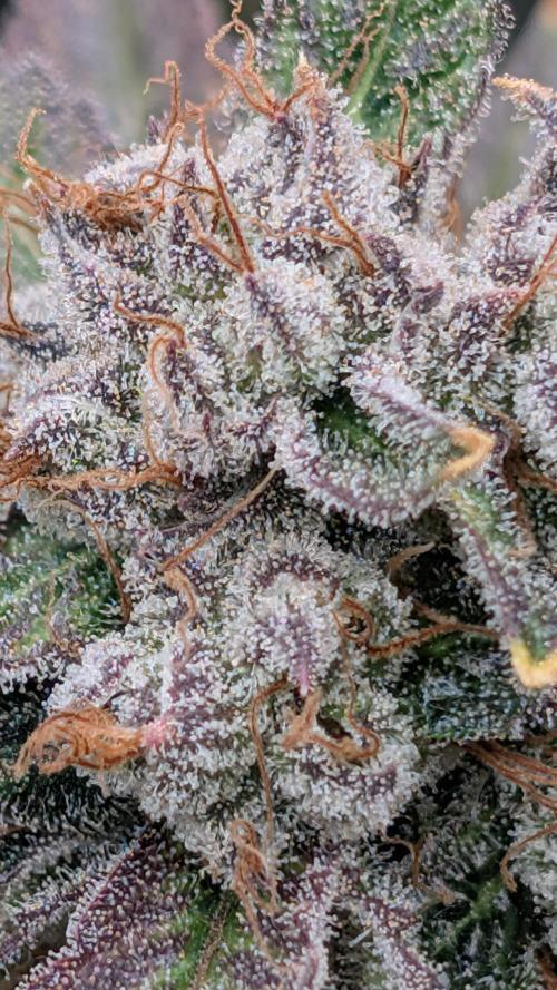 Rotten Berries. Week 16