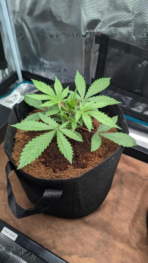 Skywalker OG & Strawberry Gorilla. Week 3