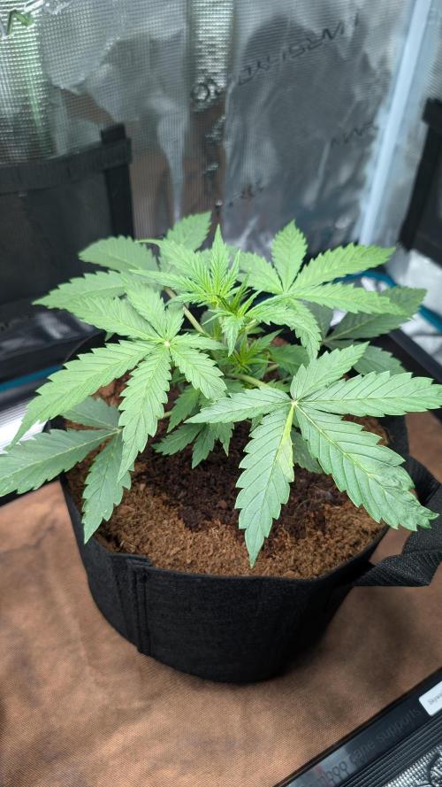 Skywalker OG & Strawberry Gorilla. Week 3