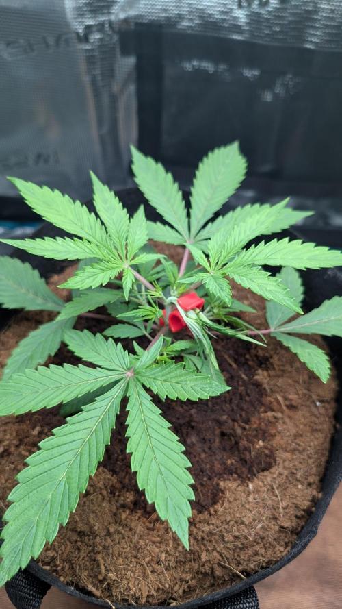 Skywalker OG & Strawberry Gorilla. Week 3