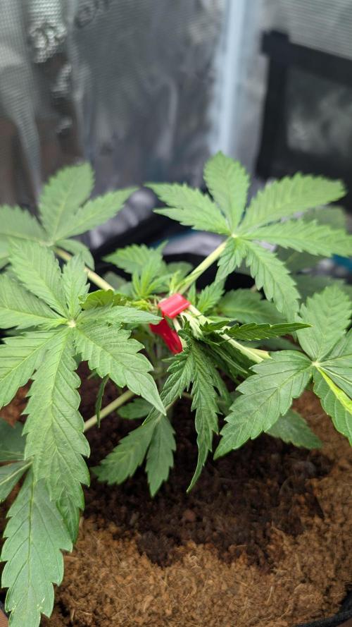Skywalker OG & Strawberry Gorilla. Week 3