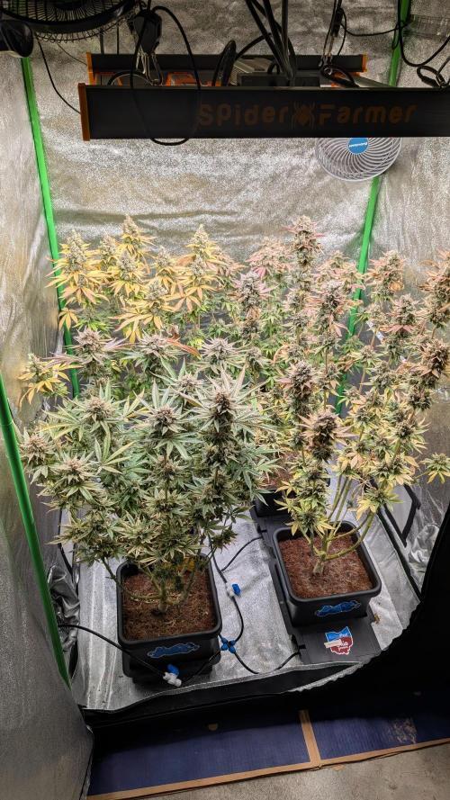 Rotten Berries. Week 17