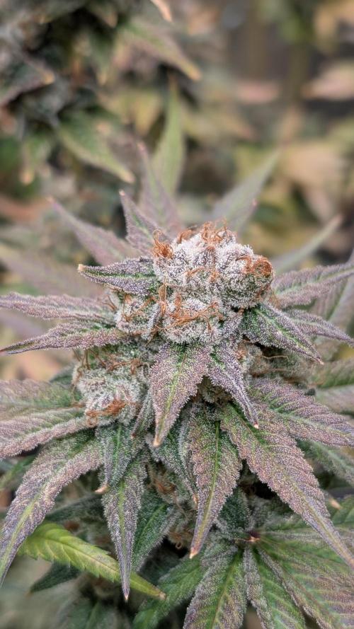 Rotten Berries. Week 17