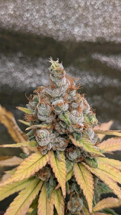 Rotten Berries. Week 17