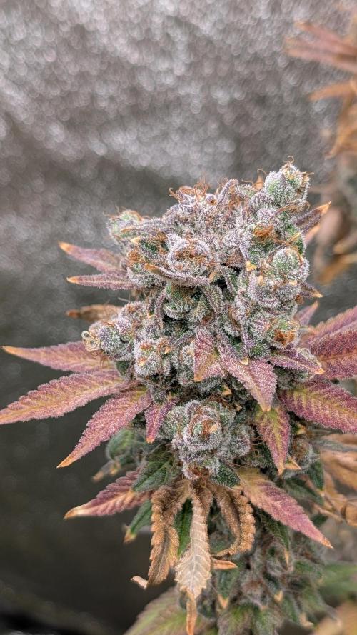 Rotten Berries. Week 17