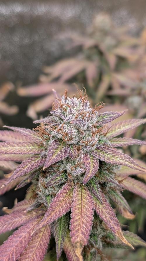 Rotten Berries. Week 17