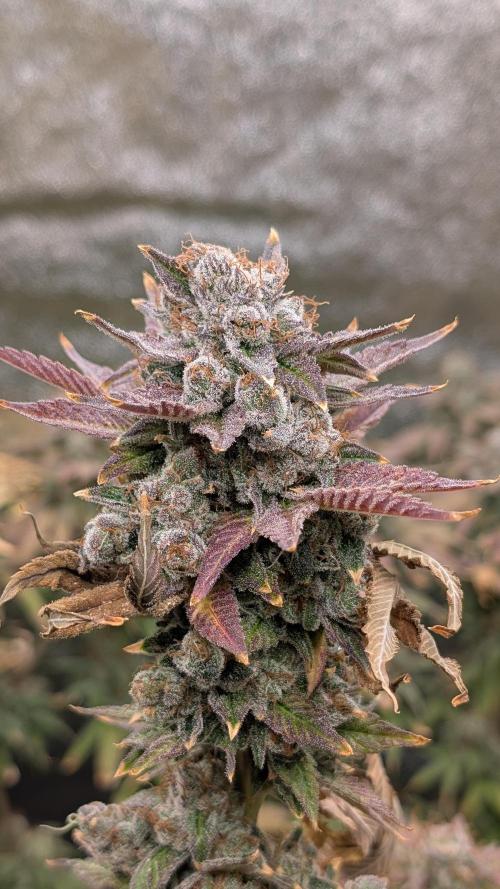 Rotten Berries. Week 17