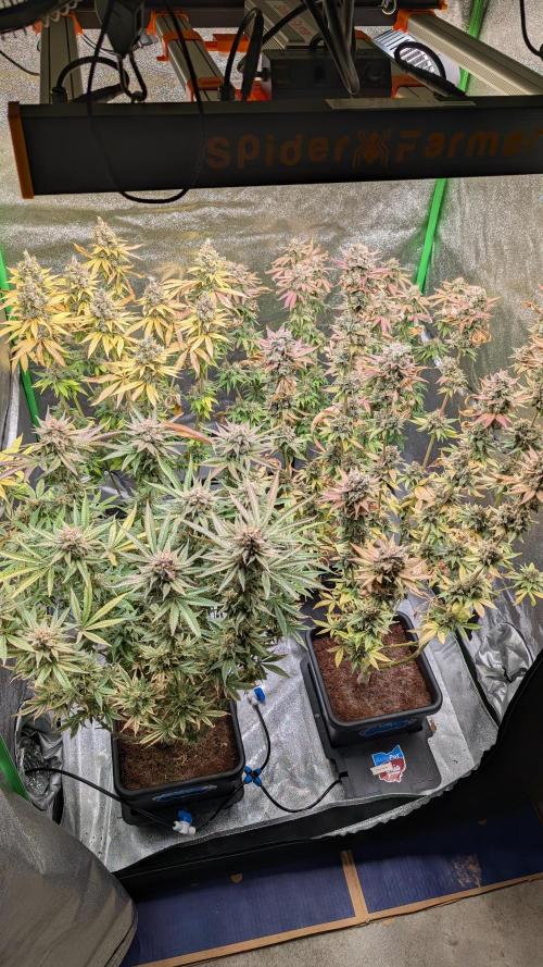 Rotten Berries. Week 17