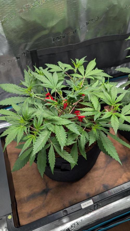 Skywalker OG & Strawberry Gorilla. Week 4