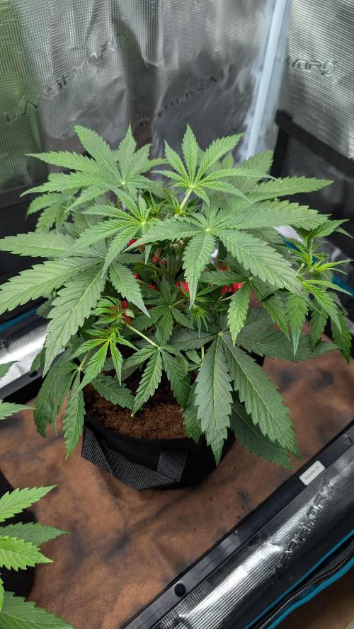Skywalker OG & Strawberry Gorilla. Week 4