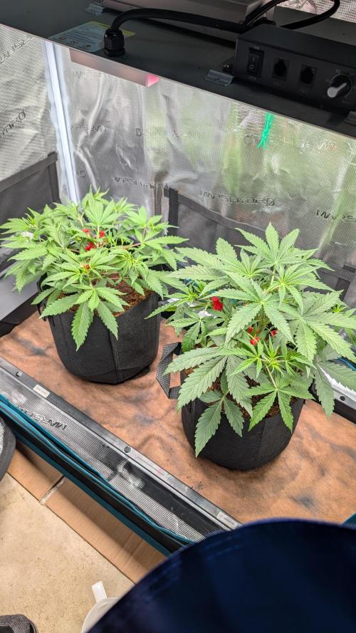 Skywalker OG & Strawberry Gorilla. Week 4