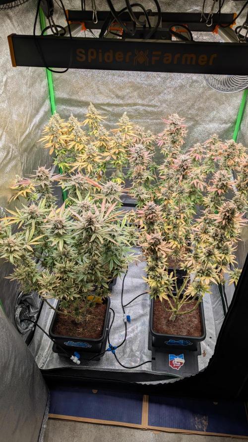 Rotten Berries. Week 18