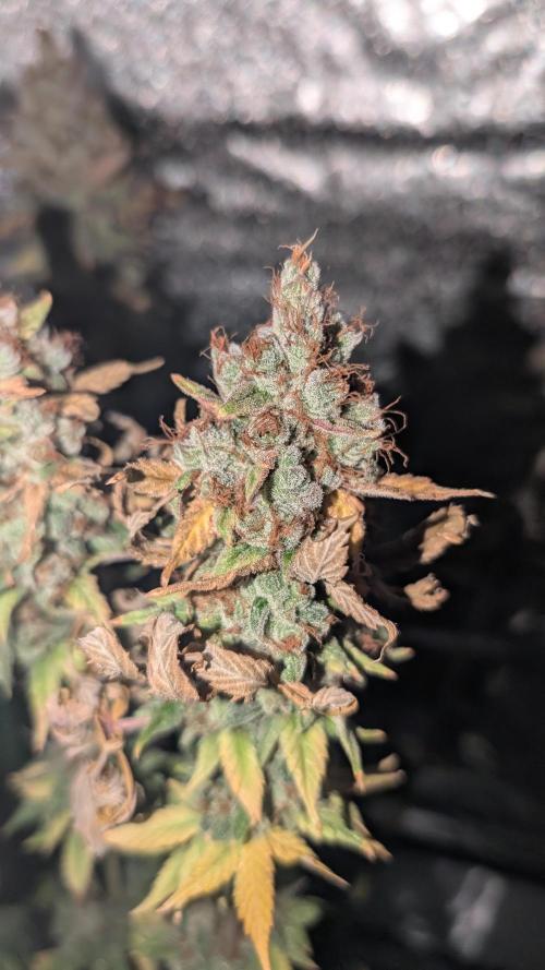 Rotten Berries. Week 18