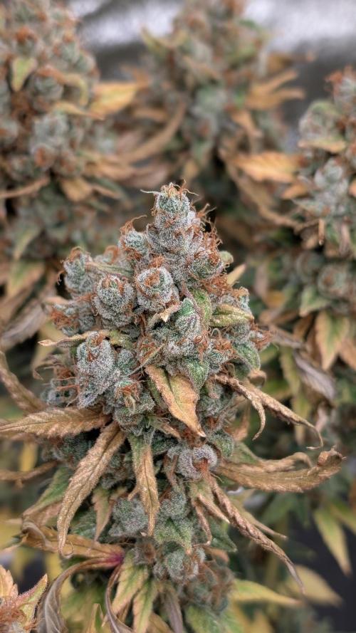 Rotten Berries. Week 18