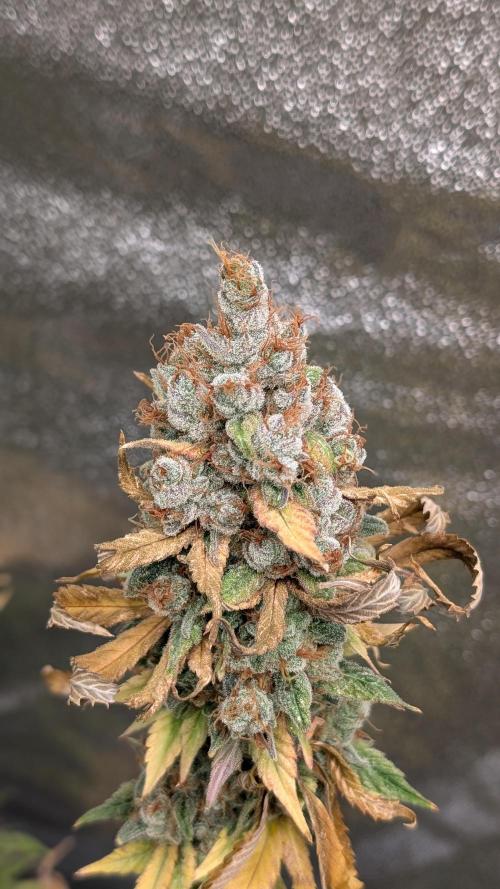 Rotten Berries. Week 18