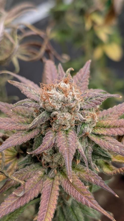 Rotten Berries. Week 18