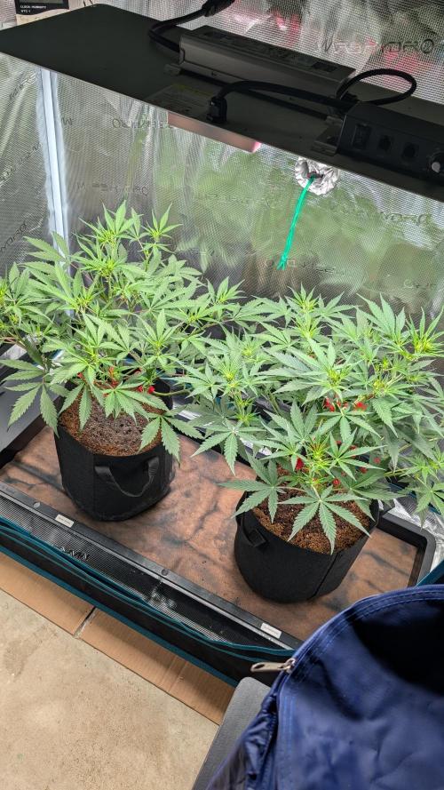 Skywalker OG & Strawberry Gorilla. Week 5