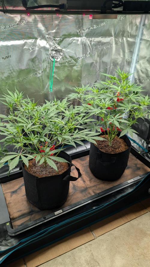Skywalker OG & Strawberry Gorilla. Week 5
