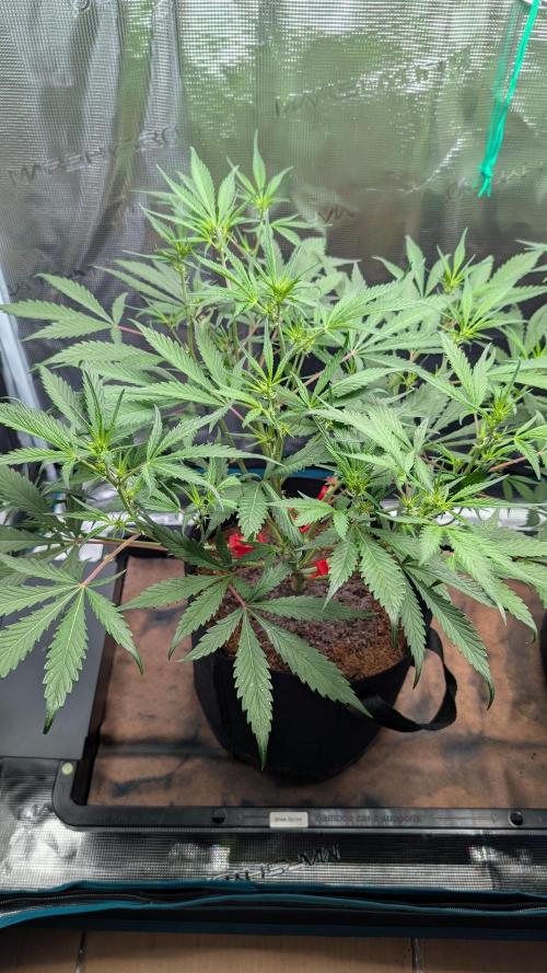 Skywalker OG & Strawberry Gorilla. Week 5