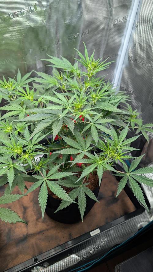 Skywalker OG & Strawberry Gorilla. Week 5