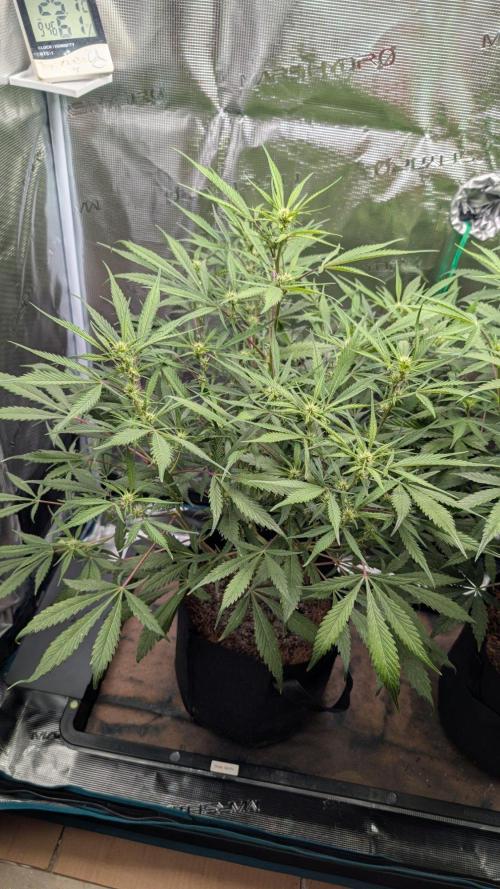 Skywalker OG & Strawberry Gorilla. Week 6