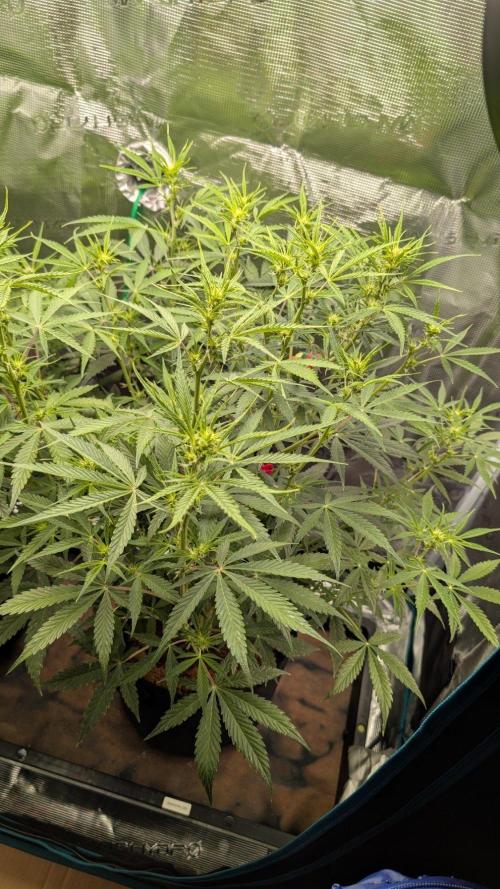 Skywalker OG & Strawberry Gorilla. Week 6