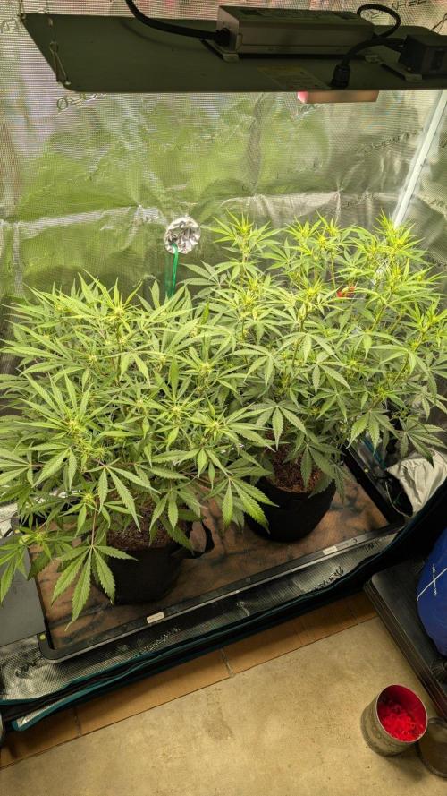 Skywalker OG & Strawberry Gorilla. Week 6